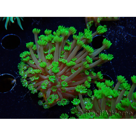 WYSIWYG RAH Alveopora Green Goblin 17D1
