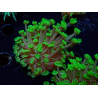 WYSIWYG RAH Alveopora Green Goblin 17D1