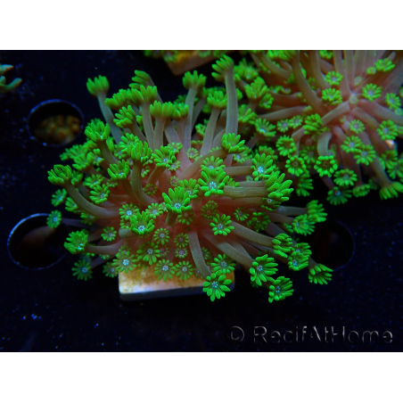 WYSIWYG RAH Alveopora Green Goblin 17D2