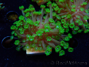 WYSIWYG RAH Alveopora Green Goblin 17D2