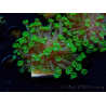 WYSIWYG RAH Alveopora Green Goblin 17D2