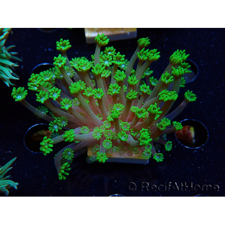WYSIWYG RAH Alveopora Green Goblin 17D3