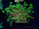 WYSIWYG RAH Alveopora Green Goblin 17D3
