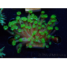 WYSIWYG RAH Alveopora Green Goblin 17D3