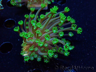 WYSIWYG RAH Alveopora Green Goblin 17D4