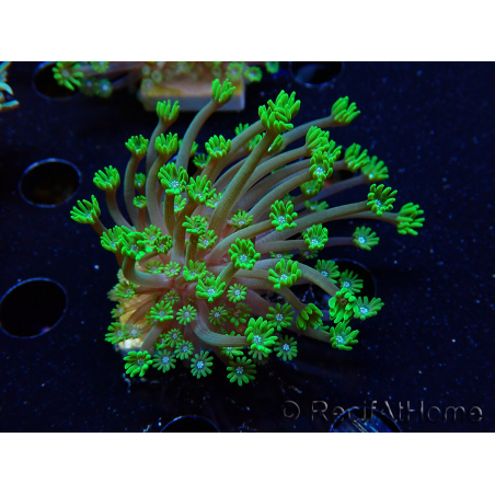 WYSIWYG RAH Alveopora Green Goblin 17D4