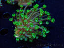 WYSIWYG RAH Alveopora Green Goblin 17D4