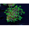 WYSIWYG RAH Alveopora Green Goblin 17D4
