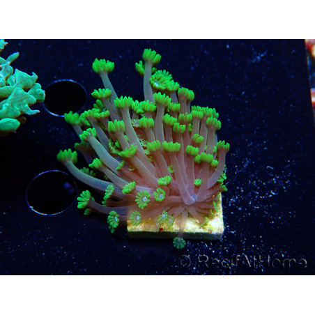 WYSIWYG RAH Alveopora Green Goblin 17D5