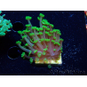 WYSIWYG RAH Alveopora Green Goblin 17D5