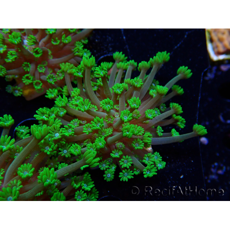 WYSIWYG RAH Alveopora Green Goblin 17D6