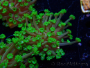 WYSIWYG RAH Alveopora Green Goblin 17D6
