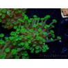 WYSIWYG RAH Alveopora Green Goblin 17D6