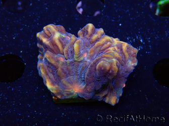 WYSIWYG - RAH Pectinia Pulsar 1