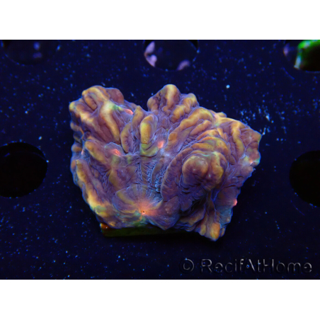 WYSIWYG - RAH Pectinia Pulsar 1