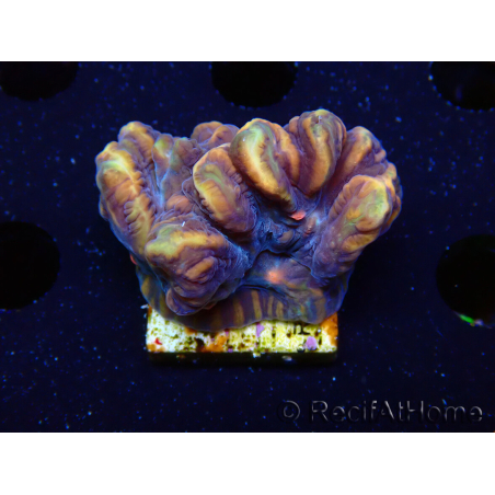 WYSIWYG - RAH Pectinia Pulsar 2