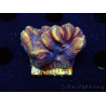 WYSIWYG - RAH Pectinia Pulsar 2