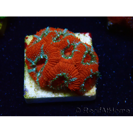 WYSIWYG - RAH Micromussa Lava Burst E2