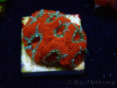 WYSIWYG RAH Micromussa Lava Burst