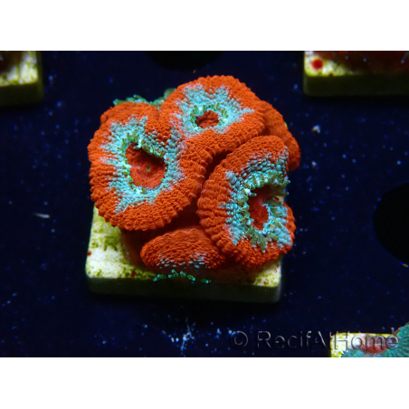 WYSIWYG RAH Micromussa Lava Burst