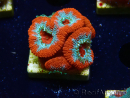 WYSIWYG RAH Micromussa Lava Burst
