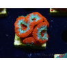 WYSIWYG RAH Micromussa Lava Burst