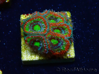 WYSIWYG WWC Holy Grail Micromussa E1