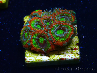 WYSIWYG WWC Holy Grail Micromussa F1