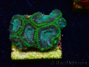 WYSIWYG WWC Holy Grail Micromussa 1