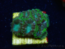 WYSIWYG WWC Holy Grail Micromussa 3