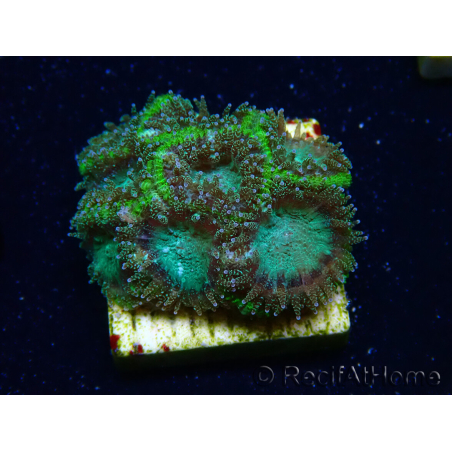 WYSIWYG - RAH Micromussa swamp 5
