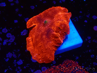 WYSIWYG - Discosoma 13Q1