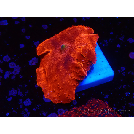 WYSIWYG - Discosoma 13Q1