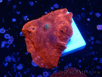 WYSIWYG - Discosoma 13Q1