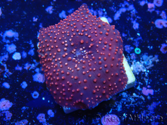WYSIWYG - Rhodactis indosinensis 13Q3