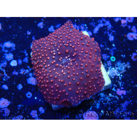 WYSIWYG - Rhodactis indosinensis 13Q3