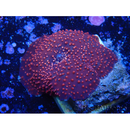 WYSIWYG - Rhodactis indosinensis 13Q4