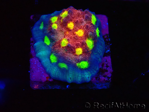 WYSIWYG - RAH Mycedium Albtraum 21F7