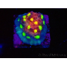 WYSIWYG - RAH Mycedium Albtraum 21F7