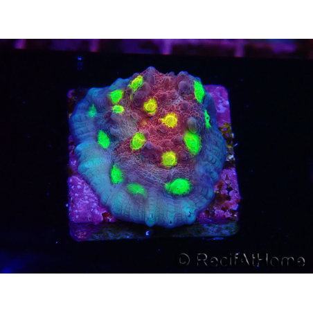 WYSIWYG - RAH Mycedium Nightmare 21F7