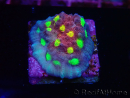 WYSIWYG - RAH Mycedium Nightmare 21F7