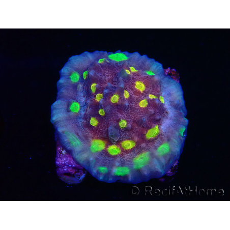 WYSIWYG - RAH Mycedium Nightmare 21F8