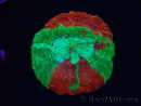 WYSIWYG - RAH Homophyllia bowerbanki Bleeding Apple 1