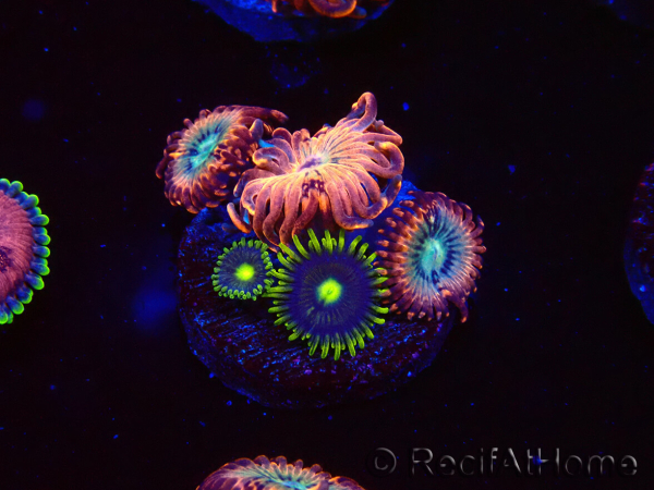 WYSIWYG - Zoanthus UtterPeace2L4