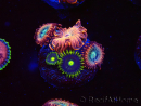 WYSIWYG - Zoanthus Utter Peace 2L4