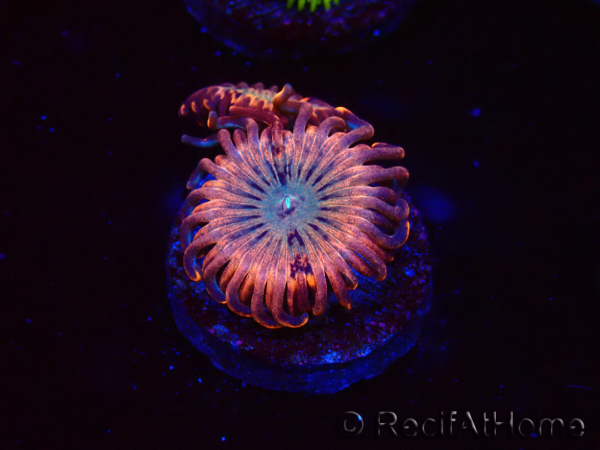 WYSIWYG - Zoanthus Utter Peace 2L6