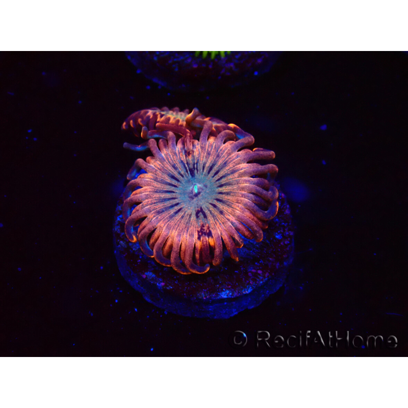 WYSIWYG - Zoanthus Utter Peace 2L6