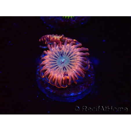 WYSIWYG - Zoanthus Utter Peace 2L6