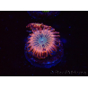 WYSIWYG - Zoanthus Utter Peace 2L6