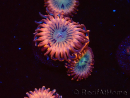 WYSIWYG - Zoanthus Utter Peace 2L9